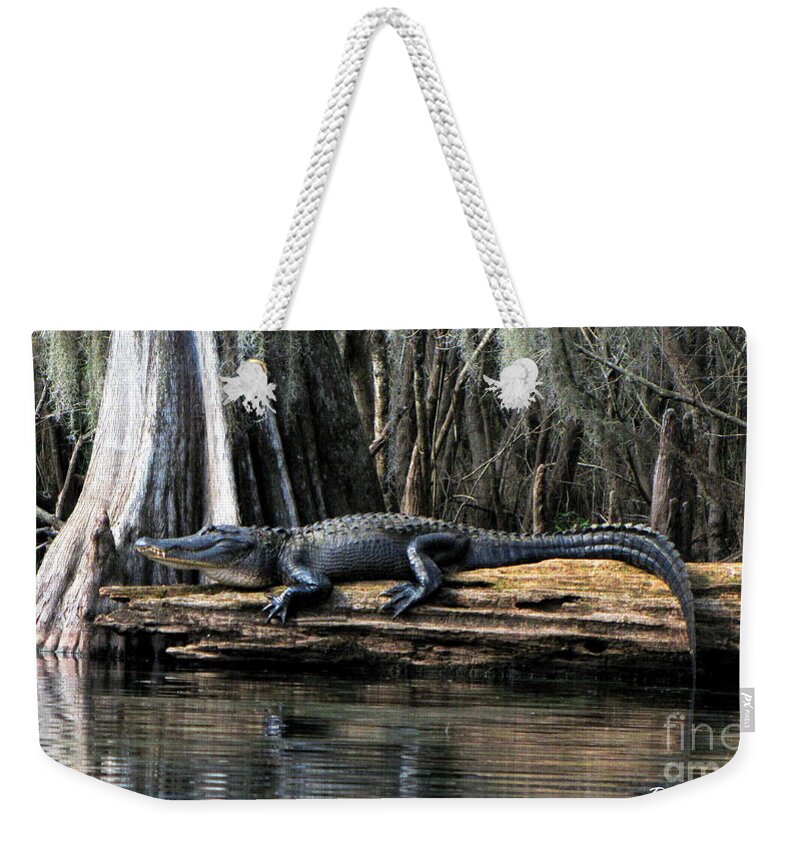 American Alligator Weekender Tote Bag featuring the photograph Alligator Sunning by Barbara Bowen