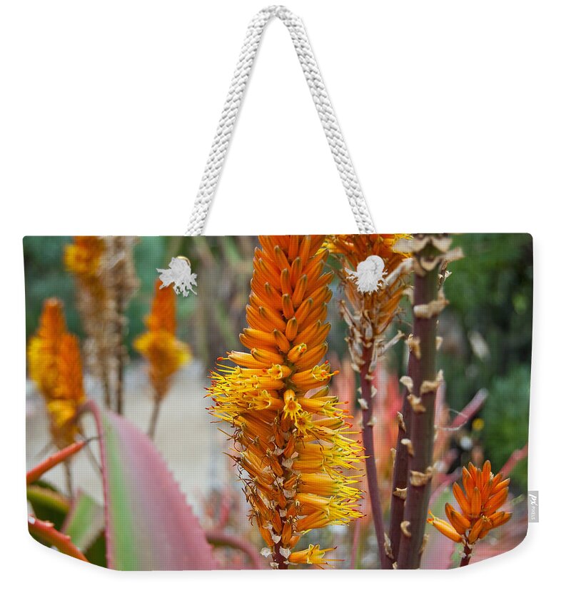Desert Plant Weekender Tote Bag featuring the photograph Aloe Vera Blossoms by Margaret Pitcher