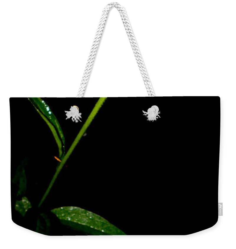Purple Weekender Tote Bag featuring the photograph Alone At Night by Kim Galluzzo