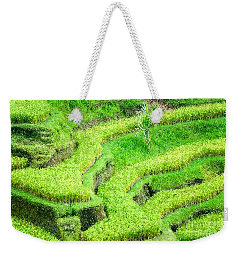Agriculture Weekender Tote Bag featuring the photograph Amazing Rice Terrace field by Luciano Mortula