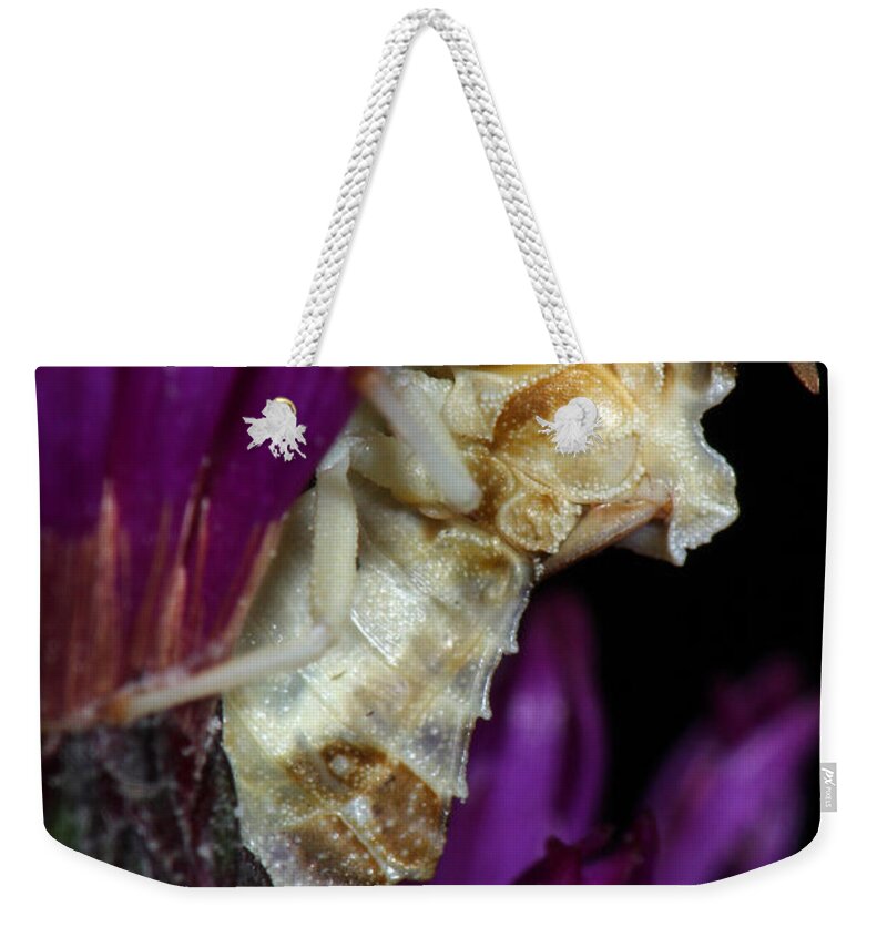 Phymatidae Weekender Tote Bag featuring the photograph Ambush Bug On Ironweed by Daniel Reed