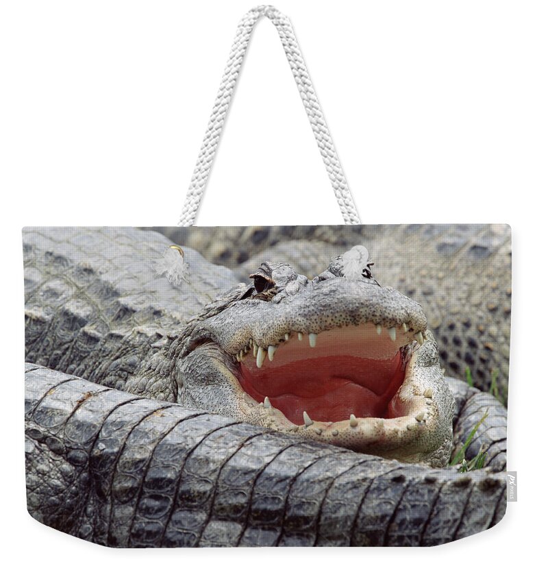 Mp Weekender Tote Bag featuring the photograph American Alligator Alligator by Tim Fitzharris