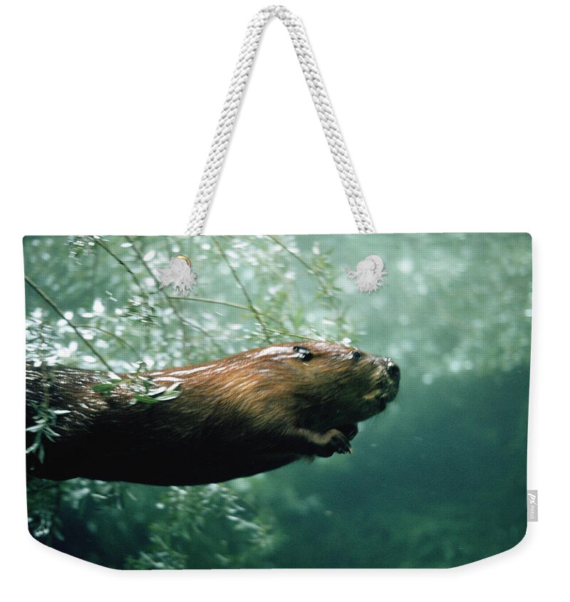 Mp Weekender Tote Bag featuring the photograph American Beaver Castor Canadensis by Konrad Wothe