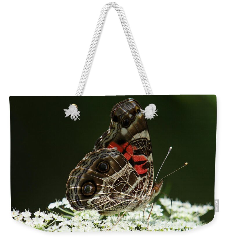Vanessa Virginiensis Weekender Tote Bag featuring the photograph American Painted Lady Butterfly by Daniel Reed