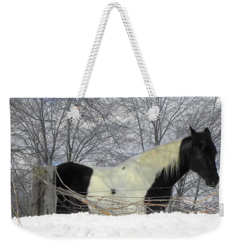 Horse Weekender Tote Bag featuring the photograph An Oreo Horse In The Snow by Kim Galluzzo