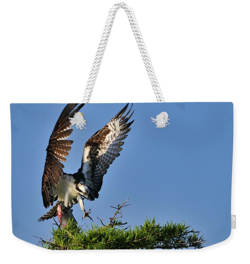 Osprey Weekender Tote Bag featuring the photograph An Osprey flying in with breakfast by Bill Dodsworth