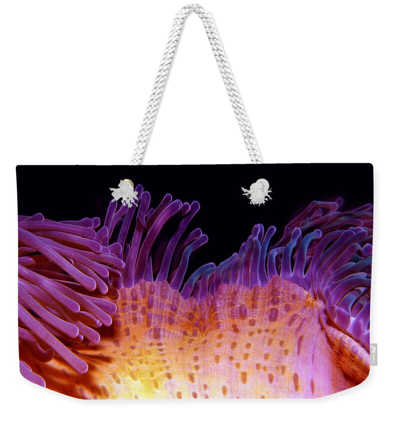 Waving Anemone Weekender Tote Bag featuring the photograph Waving Anemone by Jean Noren