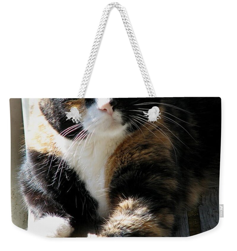 Cat Weekender Tote Bag featuring the photograph Annie Banannie by Rory Siegel