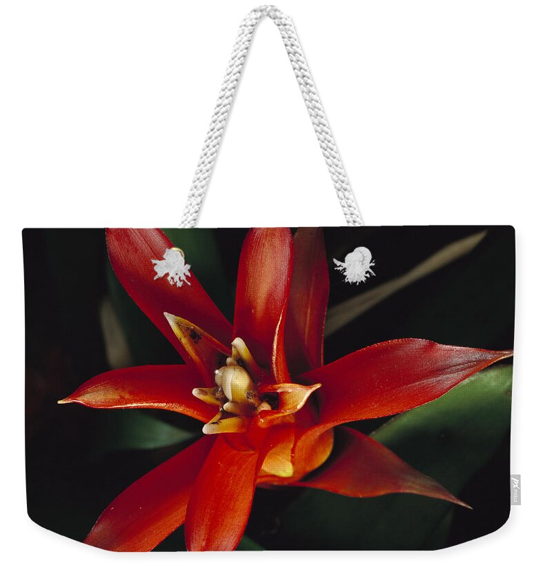 00750652 Weekender Tote Bag featuring the photograph Atlantic Forest Bromeliad Brazil by Mark Moffett