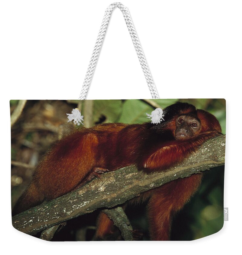 00750608 Weekender Tote Bag featuring the photograph Atlantic Forest Golden Lion Tamarin by Mark Moffett