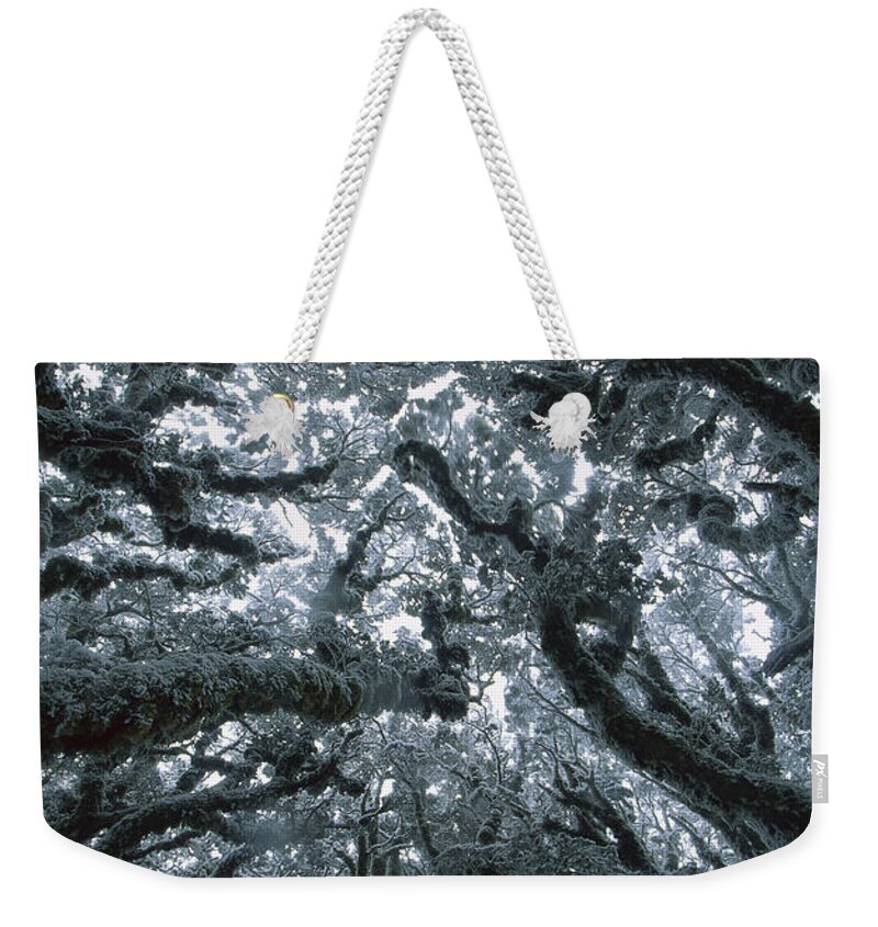 Hhh Weekender Tote Bag featuring the photograph Autumn Snow On Beech Trees, Routeburn by Colin Monteath