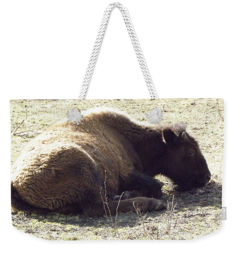 Baby Weekender Tote Bag featuring the photograph Baby Resting by Kim Galluzzo Wozniak