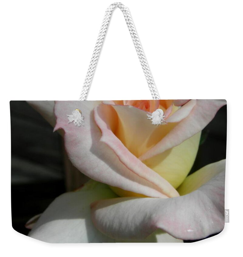 Rose Weekender Tote Bag featuring the photograph Back For The Fall Bloom by Kim Galluzzo