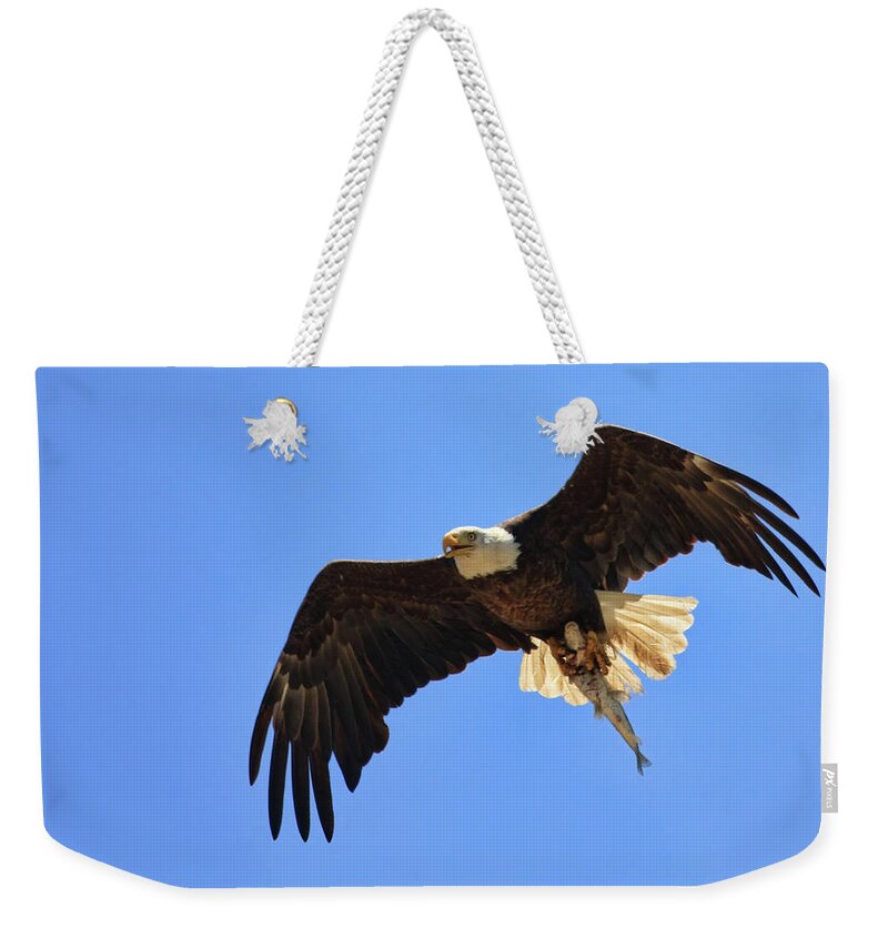 Bald Eagle Weekender Tote Bag featuring the photograph Bald Eagle Catch by Beth Sargent