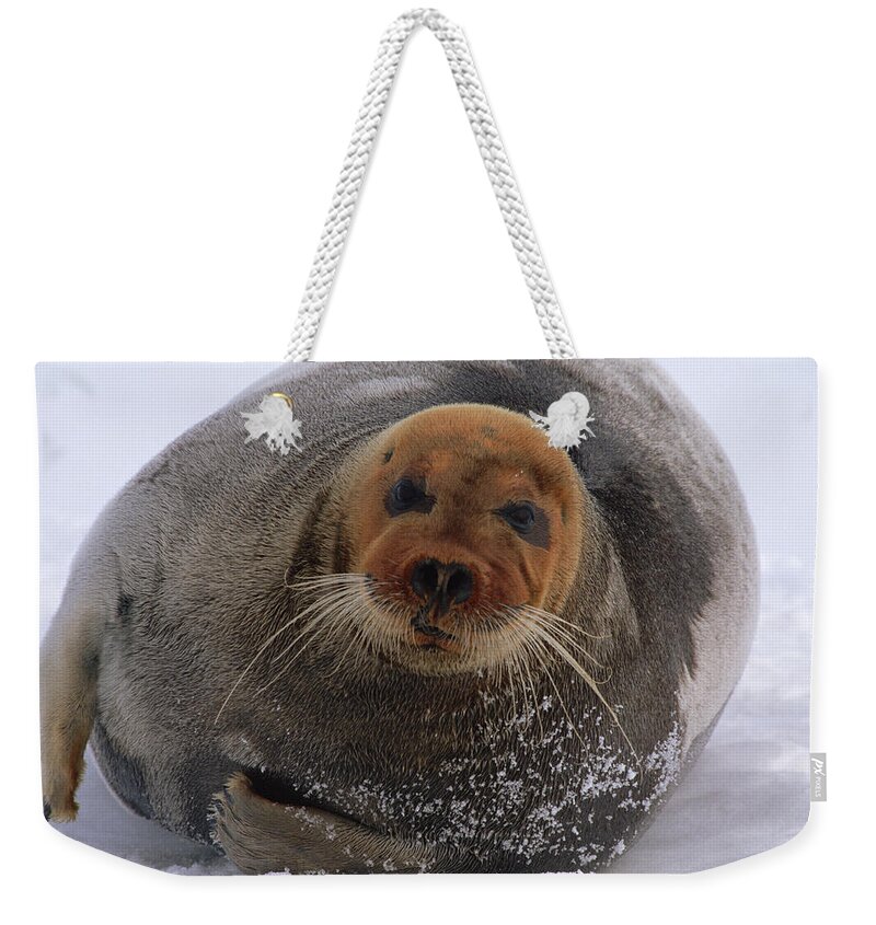 Mp Weekender Tote Bag featuring the photograph Bearded Seal Erignathus Barbatus Adult by Flip Nicklin