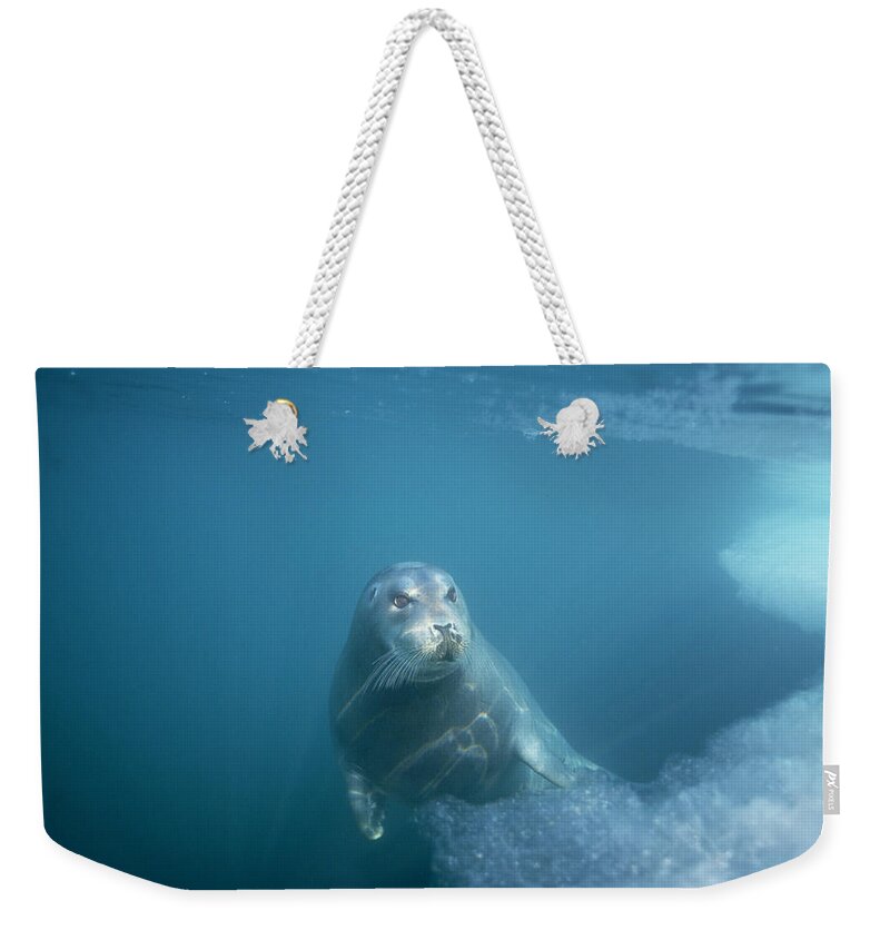 00123513 Weekender Tote Bag featuring the photograph Bearded Seal Underwater Norway by Flip Nicklin