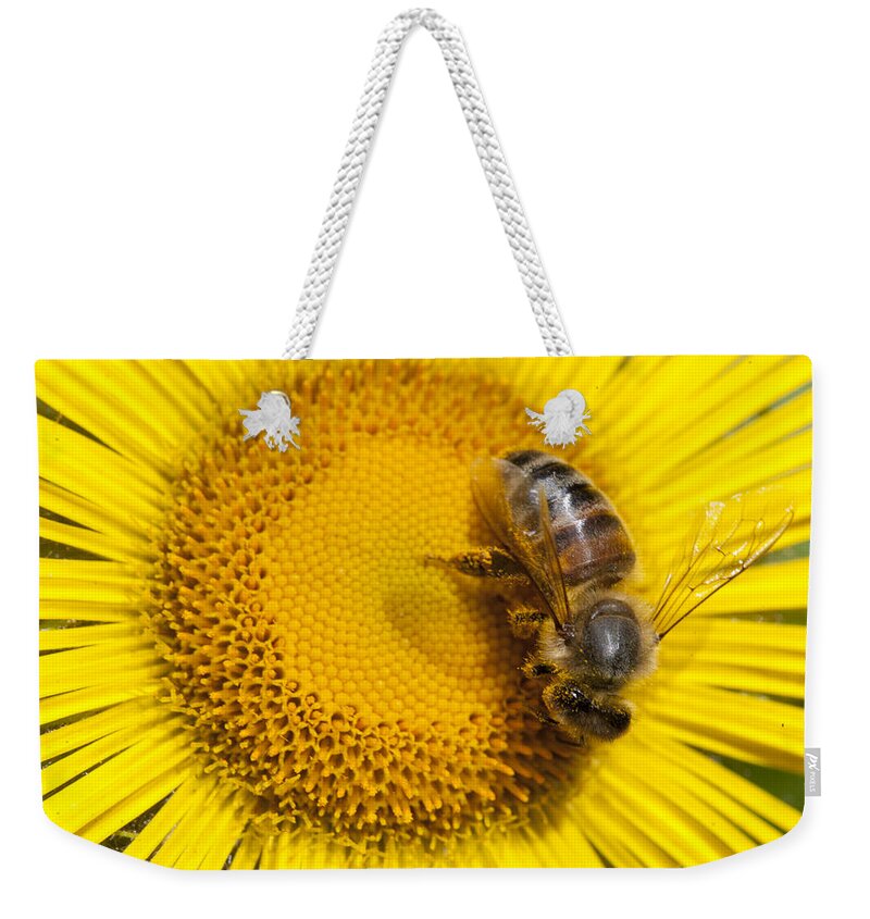 Mp Weekender Tote Bag featuring the photograph Bee Apidae On Alpine Sunflower by Matthias Breiter