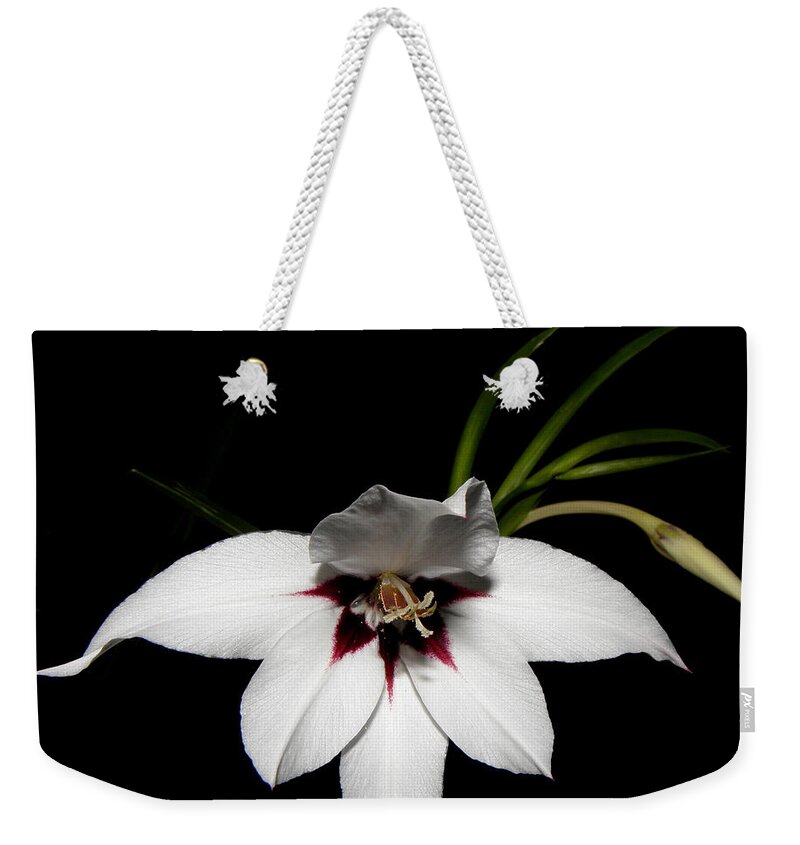 White Flower Weekender Tote Bag featuring the photograph Bianco Floater by Kim Galluzzo Wozniak
