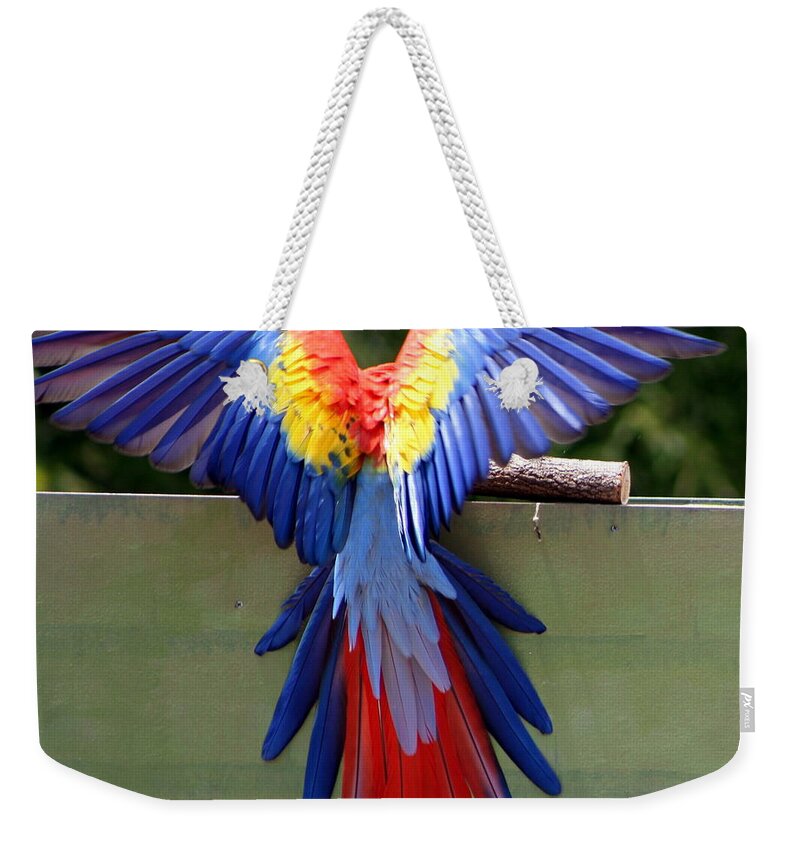 Bird Weekender Tote Bag featuring the photograph Bird of color by Randy Wehner