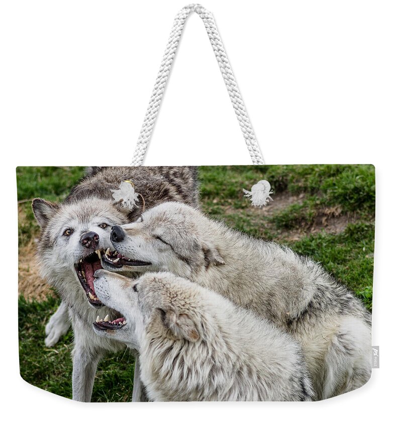 Wolf Pack Weekender Tote Bag featuring the photograph Biting Festival by Greg Nyquist