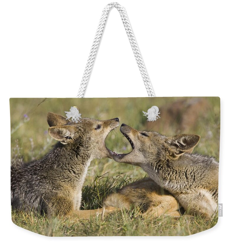 00784131 Weekender Tote Bag featuring the photograph Black Backed Jackal Juveniles Playing by Suzi Eszterhas