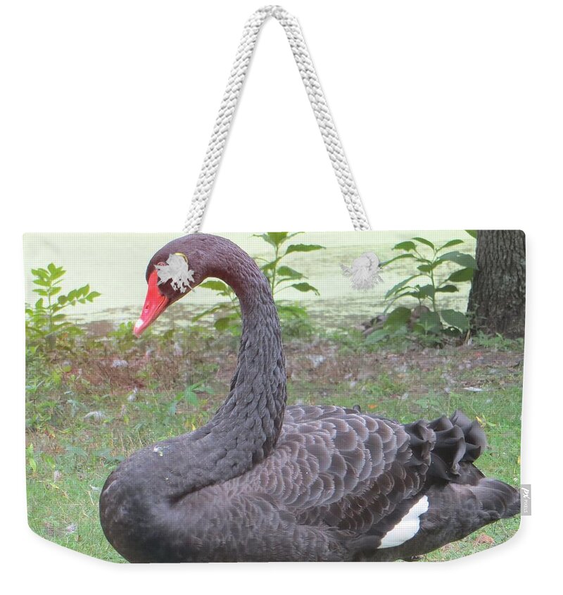 Australian Bird Weekender Tote Bag featuring the photograph Black Beauty by Sonali Gangane