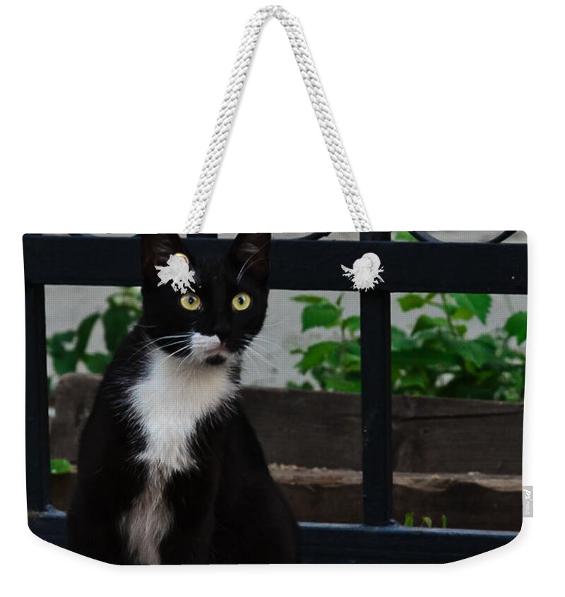 Background Weekender Tote Bag featuring the photograph Black cat on black background by Michael Goyberg