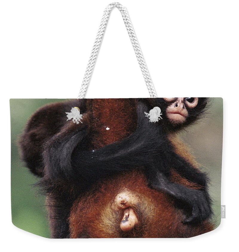 Mp Weekender Tote Bag featuring the photograph Black-handed Spider Monkey Ateles by Christian Ziegler