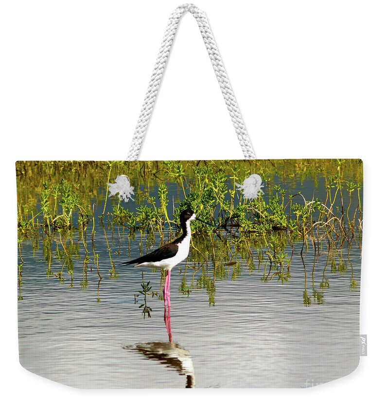 Fine Art Photography Weekender Tote Bag featuring the photograph Black-Necked Stilt II by Patricia Griffin Brett