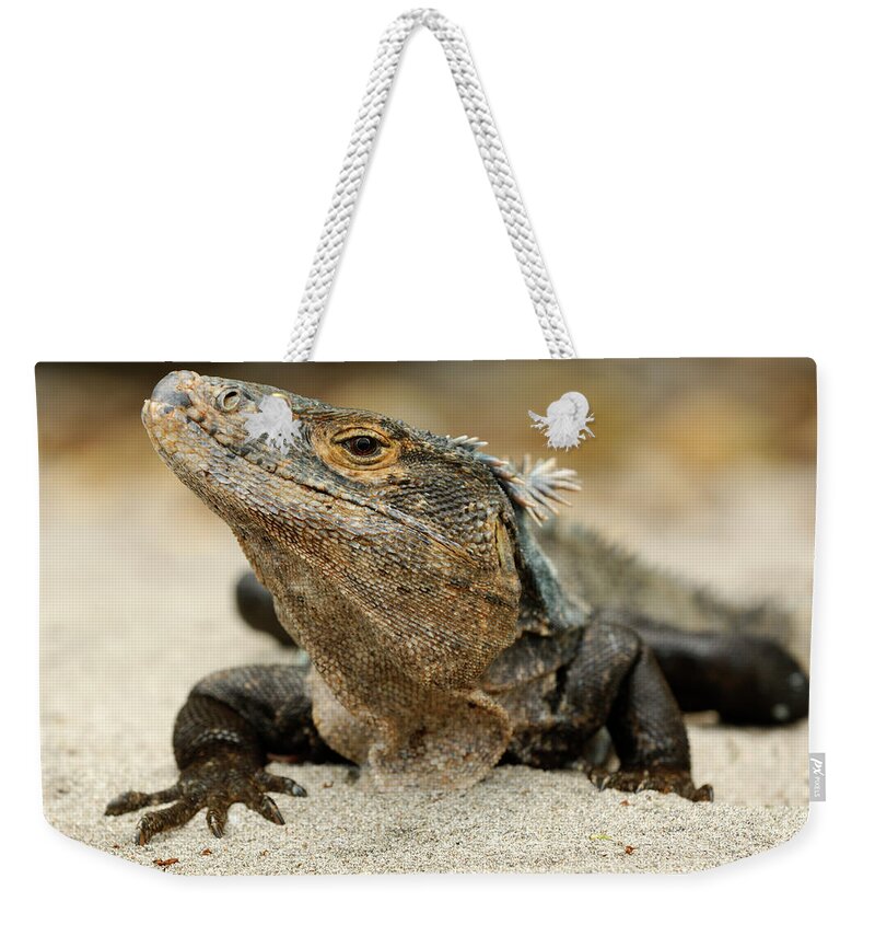 Mp Weekender Tote Bag featuring the photograph Black Spiny-tailed Iguana Ctenosaura by Martin Van Lokven