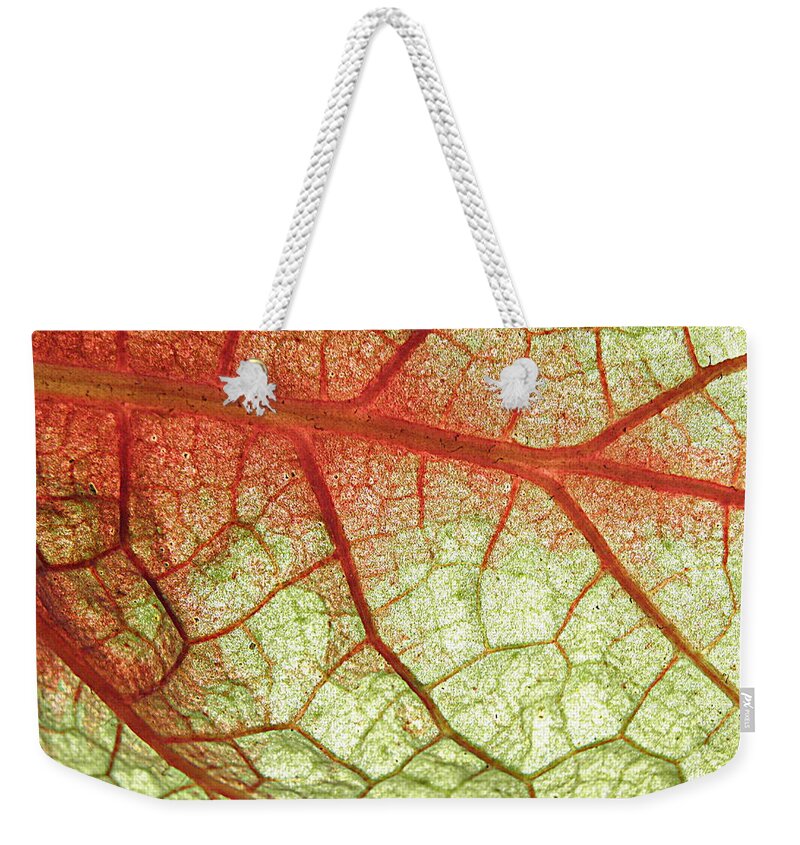 Leaf Veins Weekender Tote Bag featuring the photograph Blood Vein Leaf by Kim Galluzzo