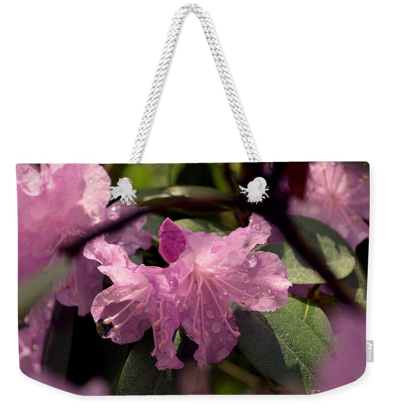 Color Photography Weekender Tote Bag featuring the photograph Blossoming View by Sue Stefanowicz