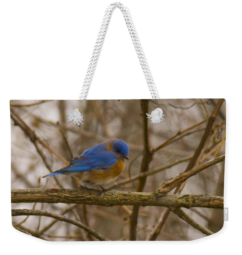 Birds Weekender Tote Bag featuring the photograph Blue bird perched on willow by Miss Crystal D