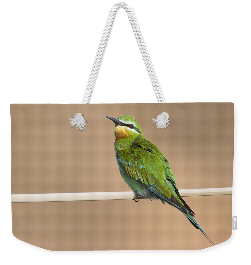 00481394 Weekender Tote Bag featuring the photograph Blue Cheeked Bee Eater Hawf Protected by Sebastian Kennerknecht