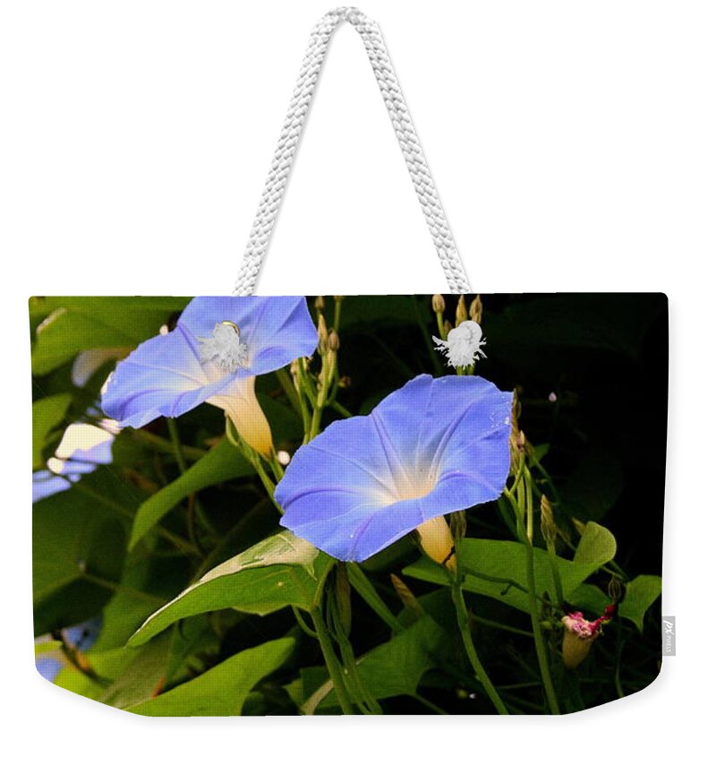 Morning Glories Weekender Tote Bag featuring the photograph Blue Morning Glories by Kay Novy