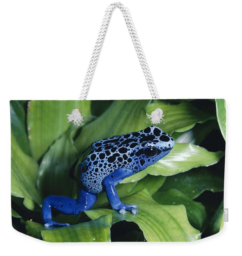 Mp Weekender Tote Bag featuring the photograph Blue Poison Dart Frog Dendrobates by Michael & Patricia Fogden