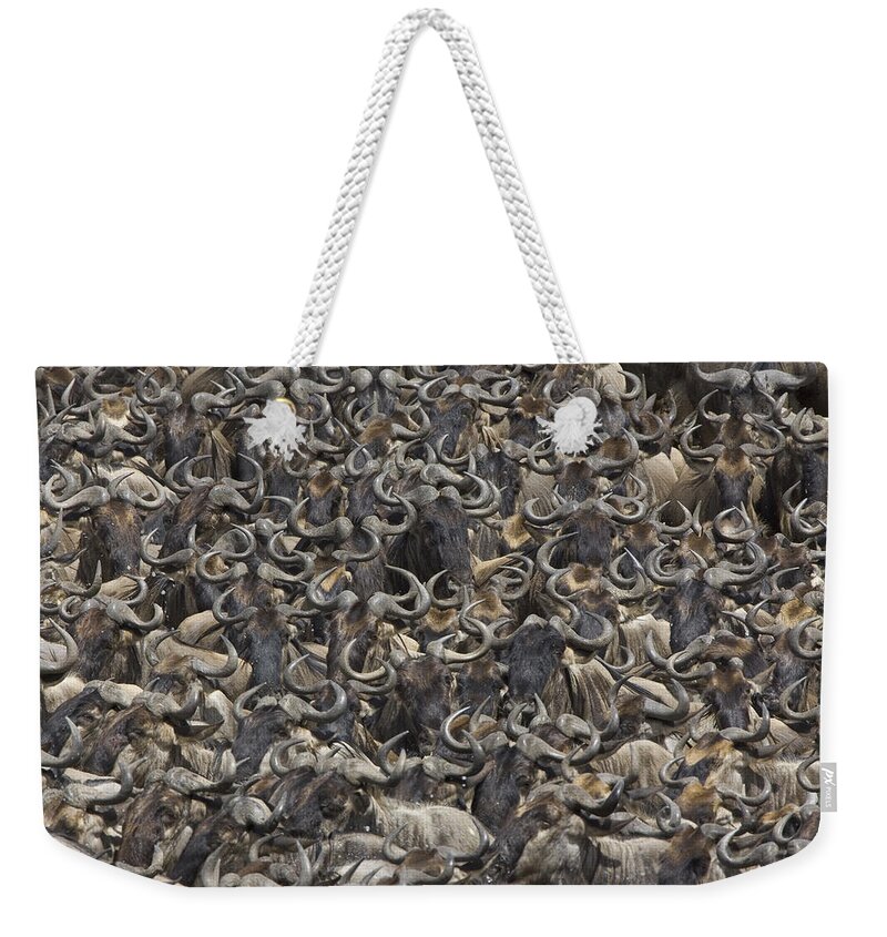 00761245 Weekender Tote Bag featuring the photograph Blue Wildebeest Herd Gathers To Cross by Suzi Eszterhas