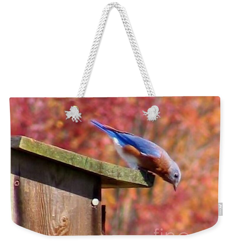 Blue Weekender Tote Bag featuring the photograph Bluey by Art Dingo
