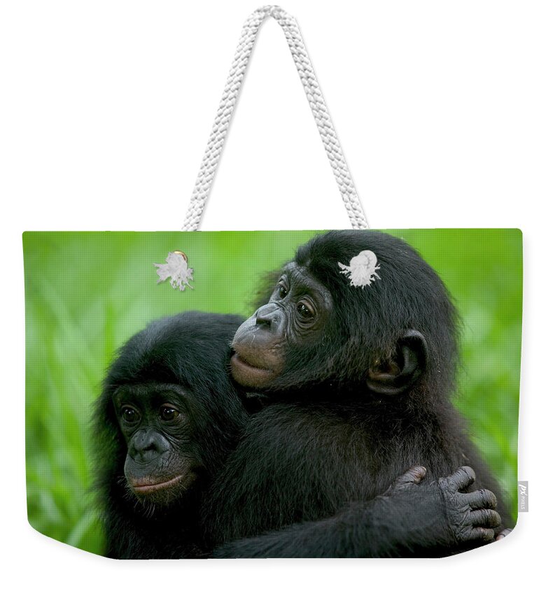 Mp Weekender Tote Bag featuring the photograph Bonobo Pan Paniscus Pair Of Orphans by Cyril Ruoso