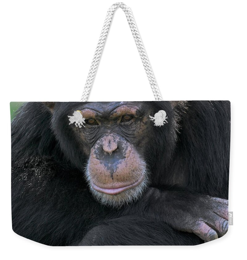 Mp Weekender Tote Bag featuring the photograph Bonobo Pan Paniscus Portrait, La Vallee by Cyril Ruoso