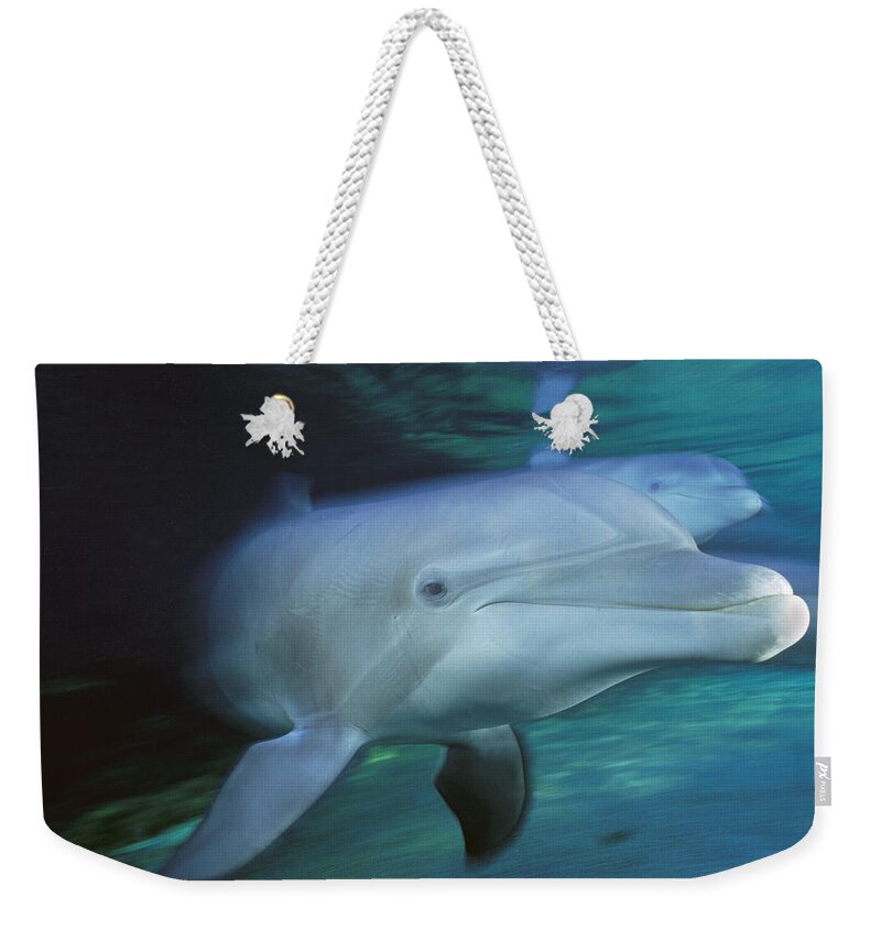 00127180 Weekender Tote Bag featuring the photograph Bottlenose Dolphin Pair Swimming Hawaii by Flip Nicklin