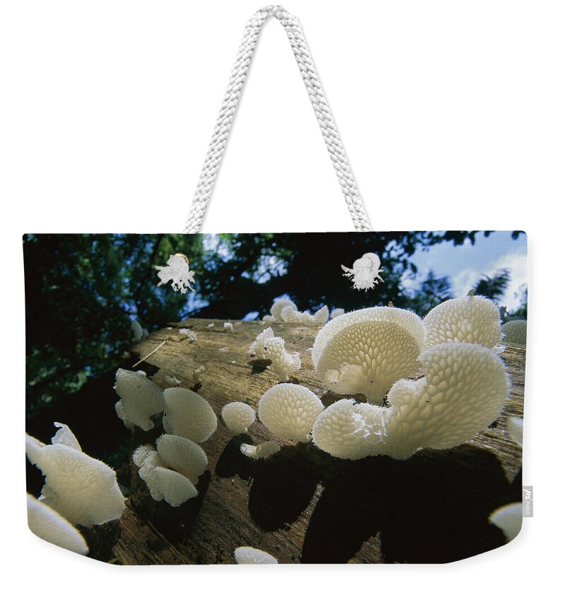 Mp Weekender Tote Bag featuring the photograph Bracket Fungus Favolus Brasiliensis by Christian Ziegler