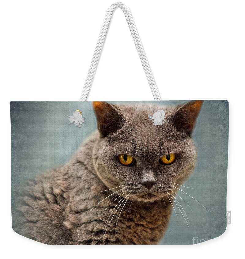 Cat Weekender Tote Bag featuring the photograph British Blue Shorthaired Cat by Louise Heusinkveld
