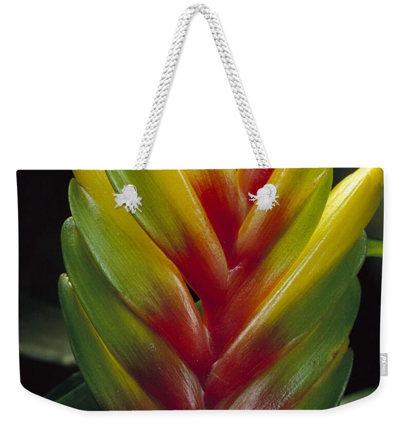 00750655 Weekender Tote Bag featuring the photograph Bromeliad Atlantic Forest Brazil by Mark Moffett