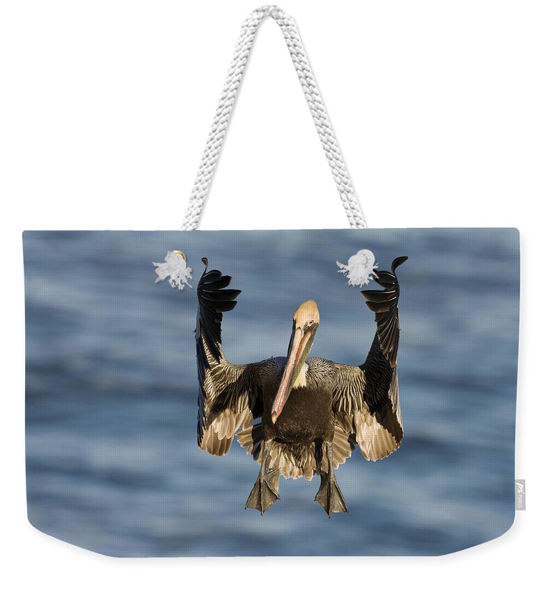 00442977 Weekender Tote Bag featuring the photograph Brown Pelican Landing La Jolla by Sebastian Kennerknecht