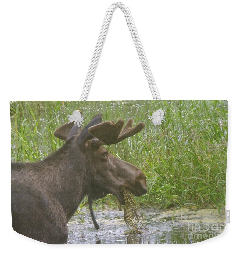 Moose Weekender Tote Bag featuring the photograph Bull Moose by Jeff Swan