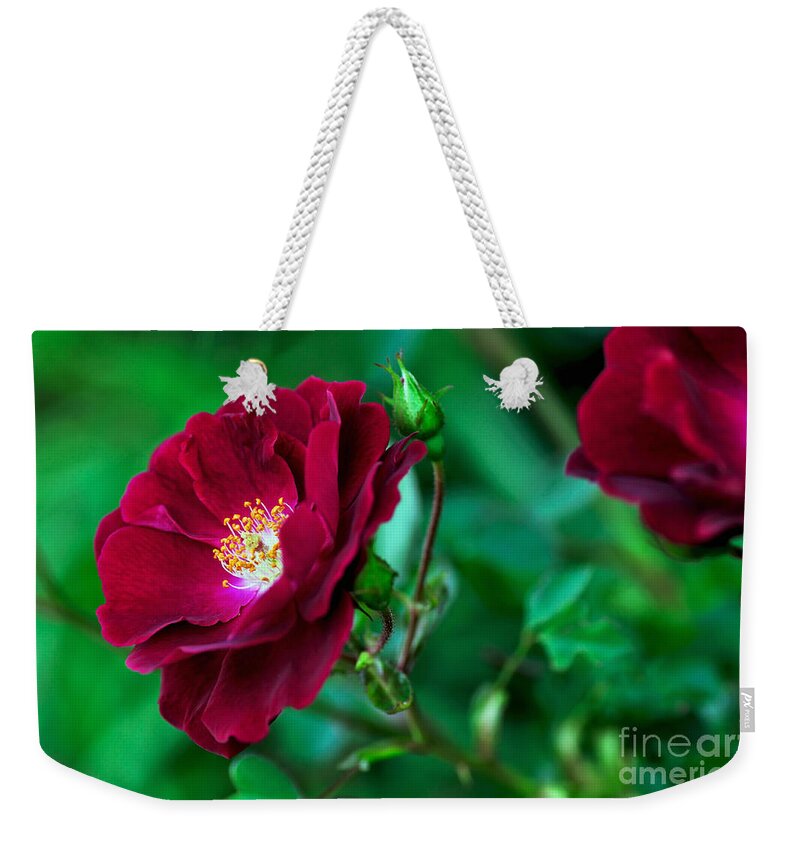 Photography Weekender Tote Bag featuring the photograph Burgundy Iceberg Rose by Kaye Menner