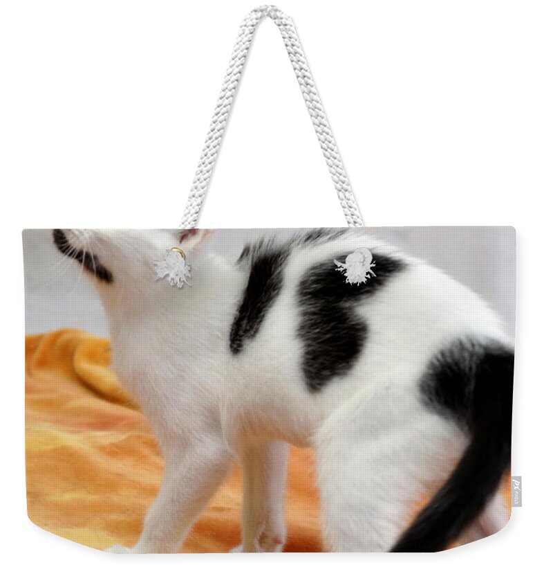 Cat Weekender Tote Bag featuring the photograph Buster by Julie Niemela
