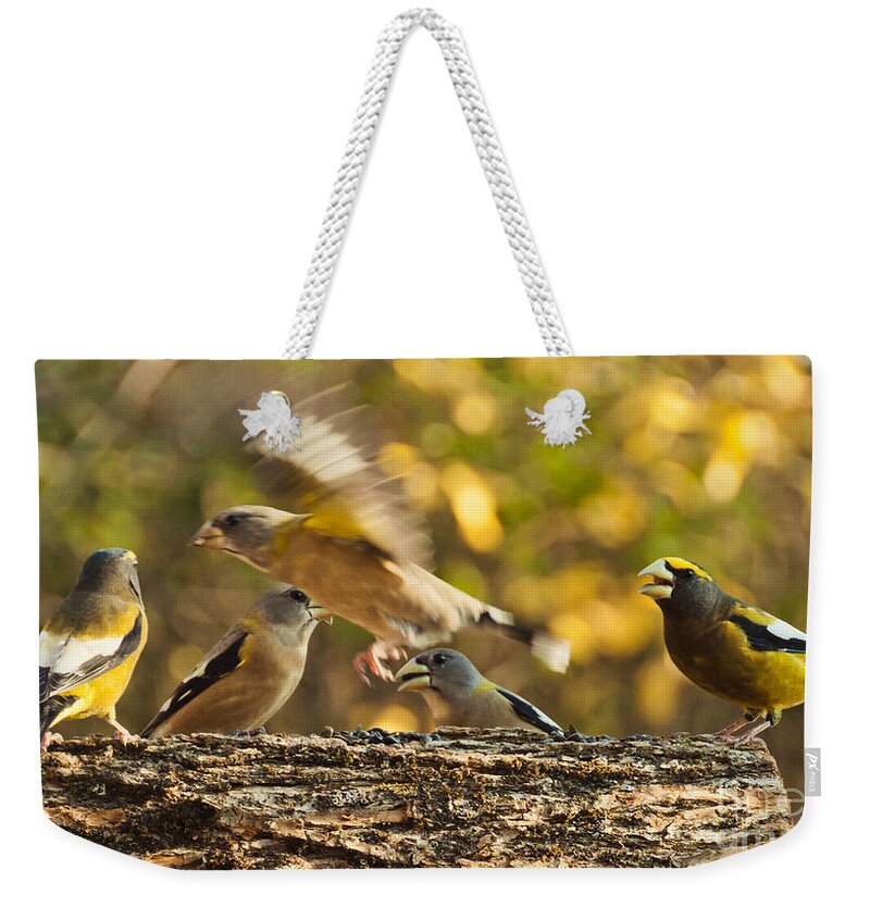 Grosbeak Weekender Tote Bag featuring the photograph Busy Birds by Cheryl Baxter