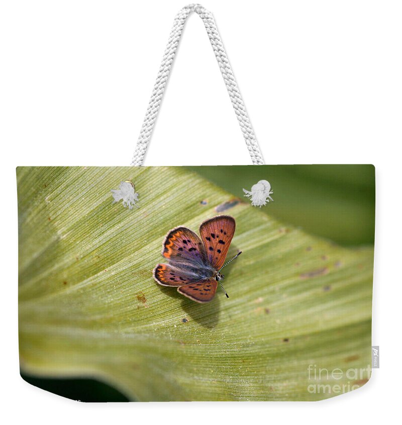 Butterfly Weekender Tote Bag featuring the photograph Butterfly On Cornflower Leaf by Mitch Shindelbower